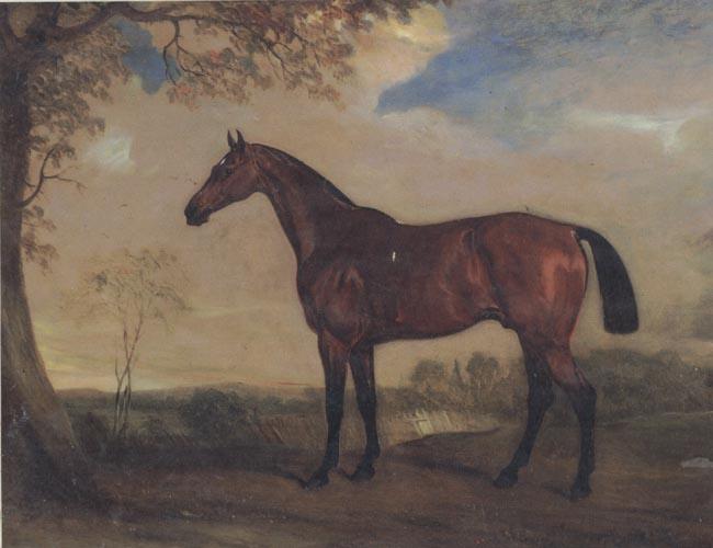 John Ferneley Portrait of a Hunter Mare,The Property of Robert shafto of whitworth park,durham France oil painting art